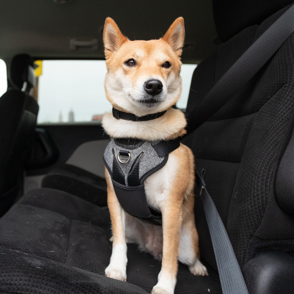 AUTO – HARNESS BERGAN PARA AUTOMOVIL