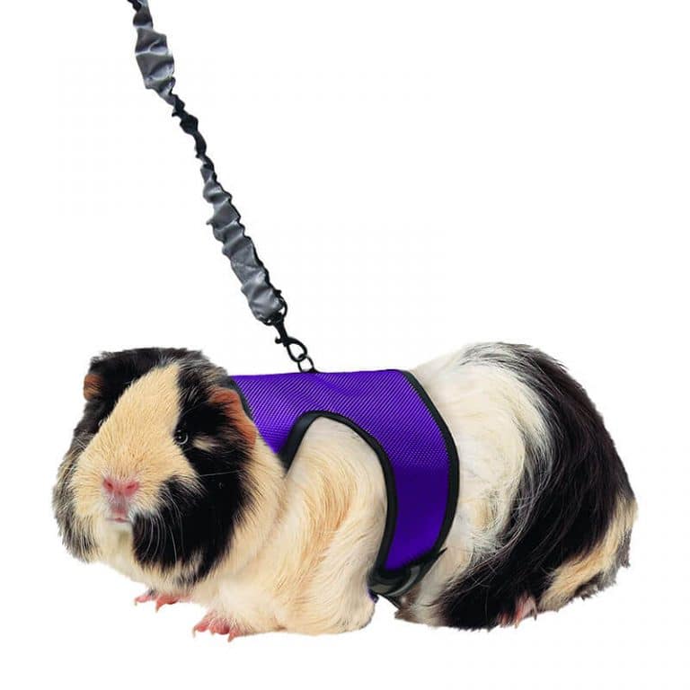 COMFORT HARNESS & STRETCHY LEASH – ARNÉS Y CORREA ELÁSTICA