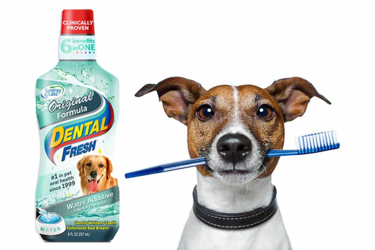 Dental Fresh