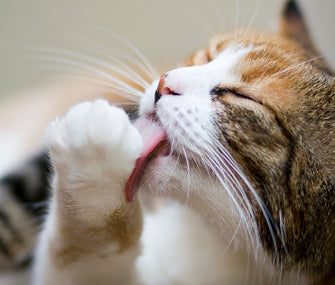 Consejos para prevenir las bolas de pelo en gatos