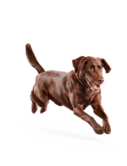 EUKANUBA WEIGHT CONTROL LARGE BREED