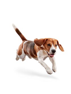 EUKANUBA WEIGHT CONTROL MEDIUM BREED