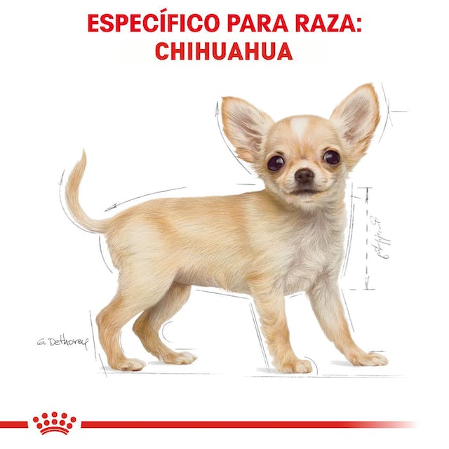 ROYAL CANIN  CHIHUAHUA PUPPY
