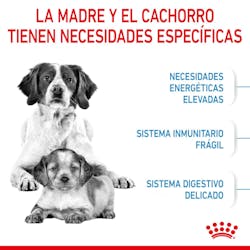 ROYAL CANIN MEDIUM STARTER MOTHER & BABY DOG