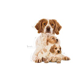 ROYAL CANIN MEDIUM STARTER MOTHER & BABY DOG