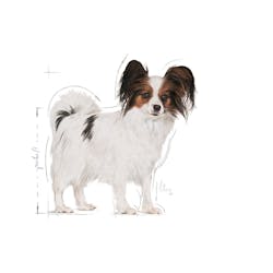 ROYAL CANIN X-SMALL ADULT