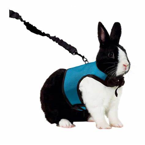 COMFORT HARNESS & STRETCHY LEASH – ARNÉS Y CORREA ELÁSTICA