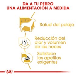 ROYAL CANIN MALTESE ADULTO