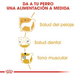 ROYAL CANIN POODLE ADULTO