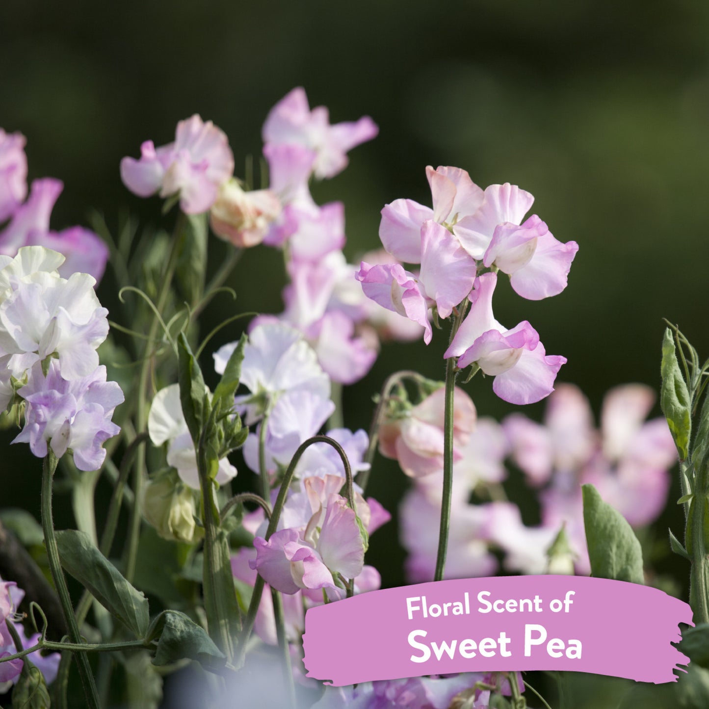 TROPICLEAN TANGLE REMOVER SPRAY - SWEET PEA