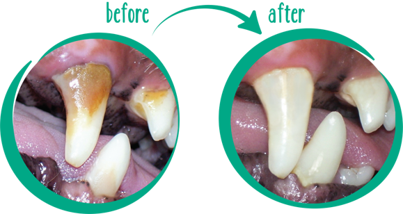 FRESH BREATH DENTAL HEALTH SOLUTION FOR DOGS