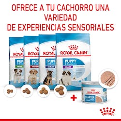ROYAL CANIN STARTER MOUSSE